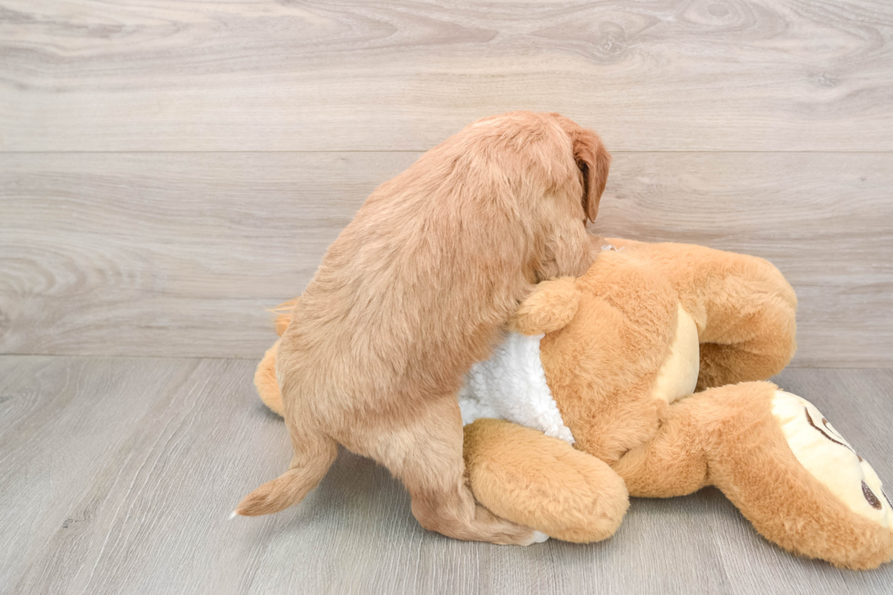 Adorable Golden Retriever Poodle Mix Poodle Mix Puppy