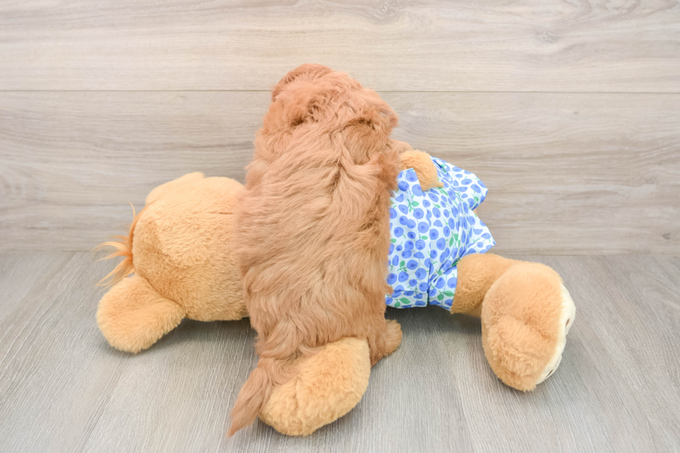 Best Mini Goldendoodle Baby