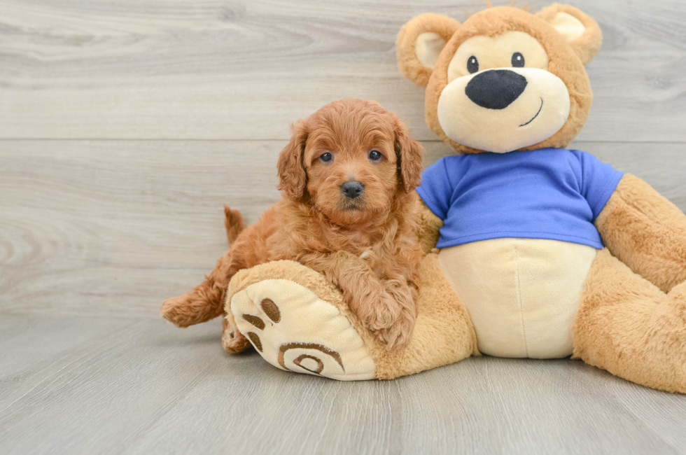6 week old Mini Goldendoodle Puppy For Sale - Fairfield Furbabies