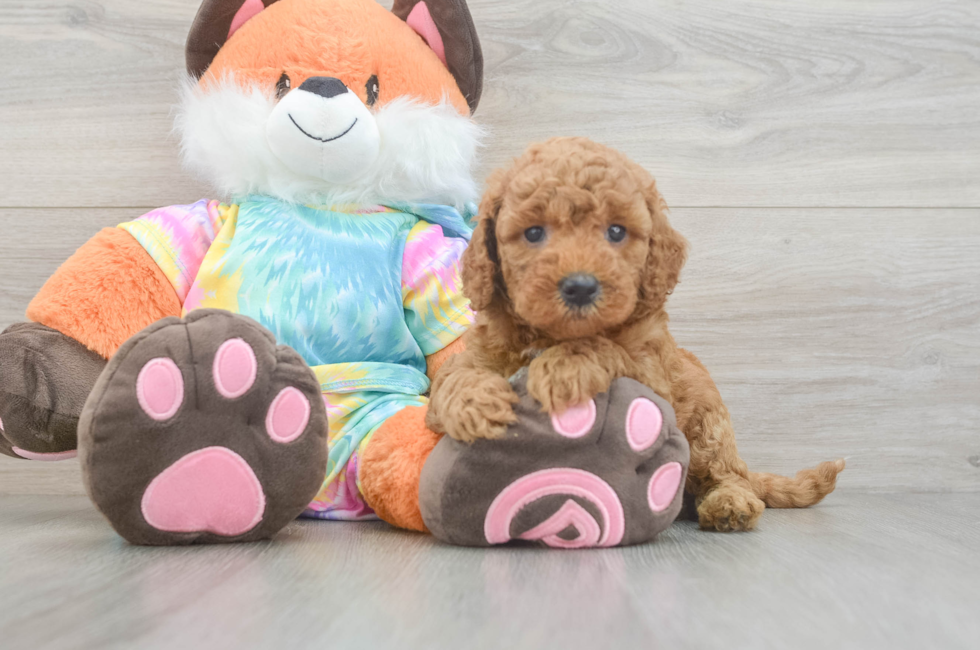 5 week old Mini Goldendoodle Puppy For Sale - Fairfield Furbabies