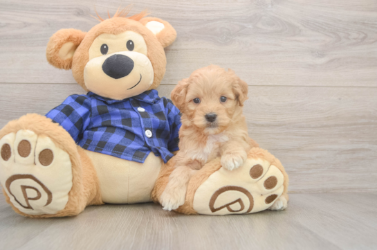 6 week old Mini Goldendoodle Puppy For Sale - Fairfield Furbabies Hypoallergenic Mini Goldiepoo Poodle Mix Puppy
