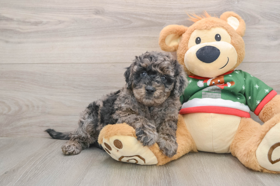 Fluffy Mini Goldendoodle Poodle Mix Pup