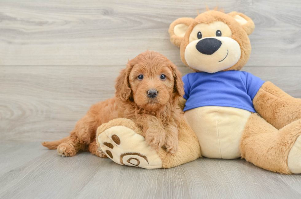 6 week old Mini Goldendoodle Puppy For Sale - Fairfield Furbabies