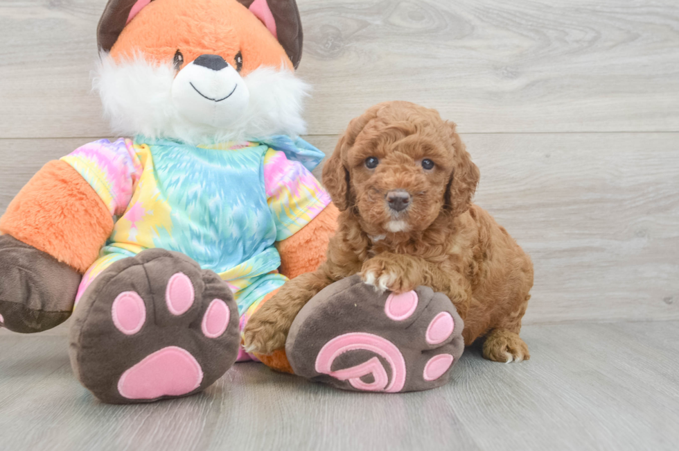 5 week old Mini Goldendoodle Puppy For Sale - Fairfield Furbabies