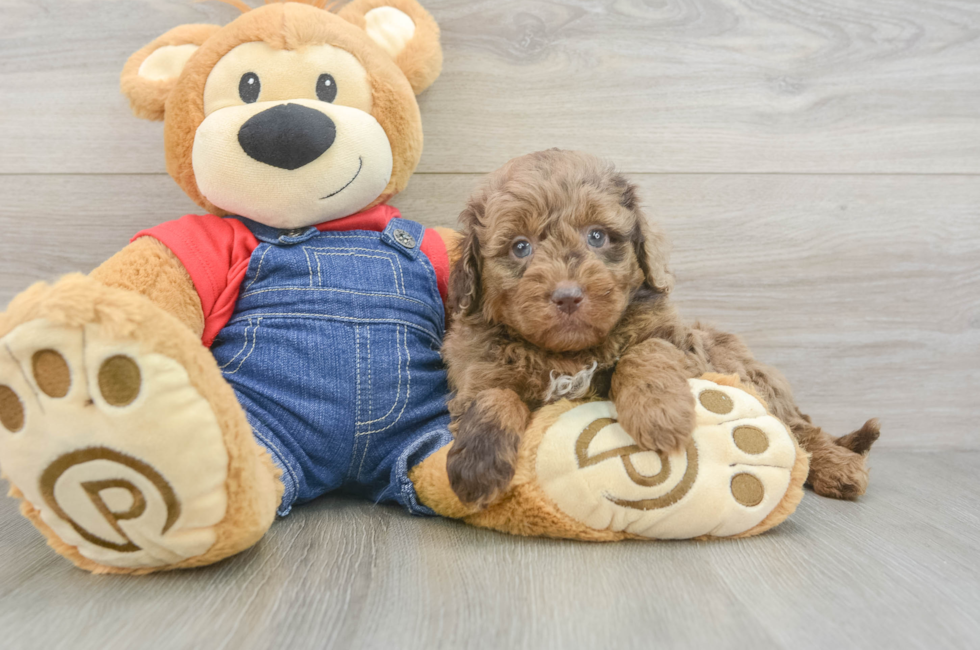 8 week old Mini Goldendoodle Puppy For Sale - Fairfield Furbabies