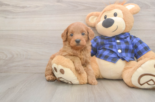 6 week old Mini Goldendoodle Puppy For Sale - Fairfield Furbabies Mini Goldendoodle Puppy for Adoption