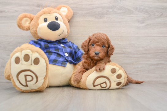 Funny Mini Goldendoodle Poodle Mix Pup