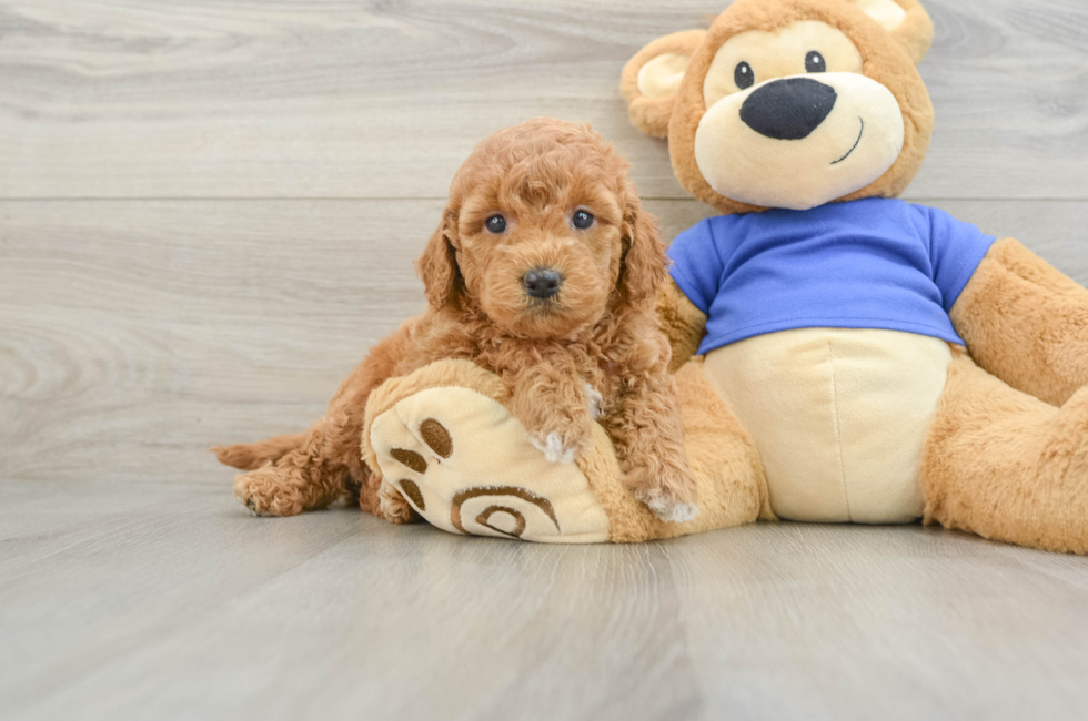 6 week old Mini Goldendoodle Puppy For Sale - Fairfield Furbabies