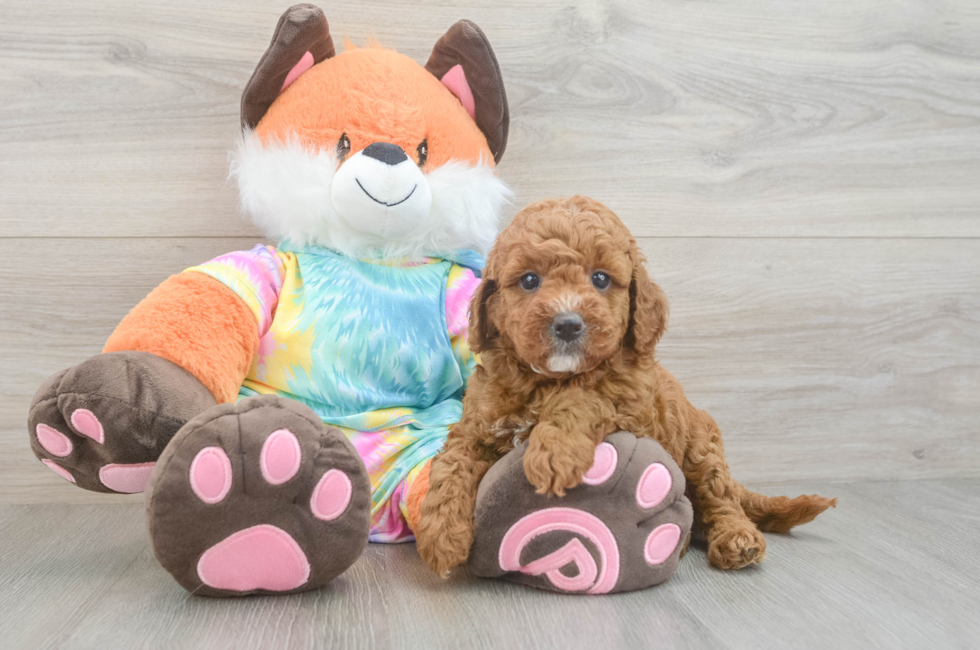 5 week old Mini Goldendoodle Puppy For Sale - Fairfield Furbabies