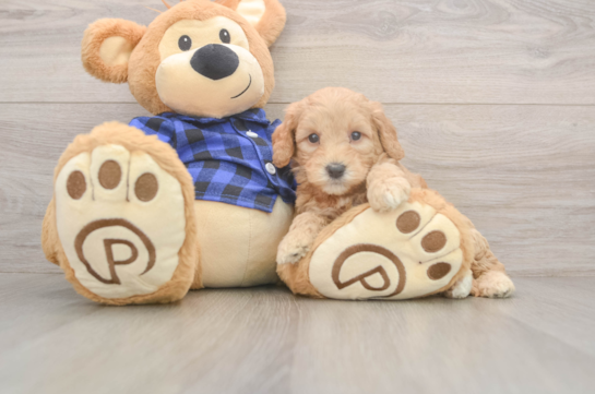 6 week old Mini Goldendoodle Puppy For Sale - Fairfield Furbabies Mini Goldendoodle Pup Being Cute