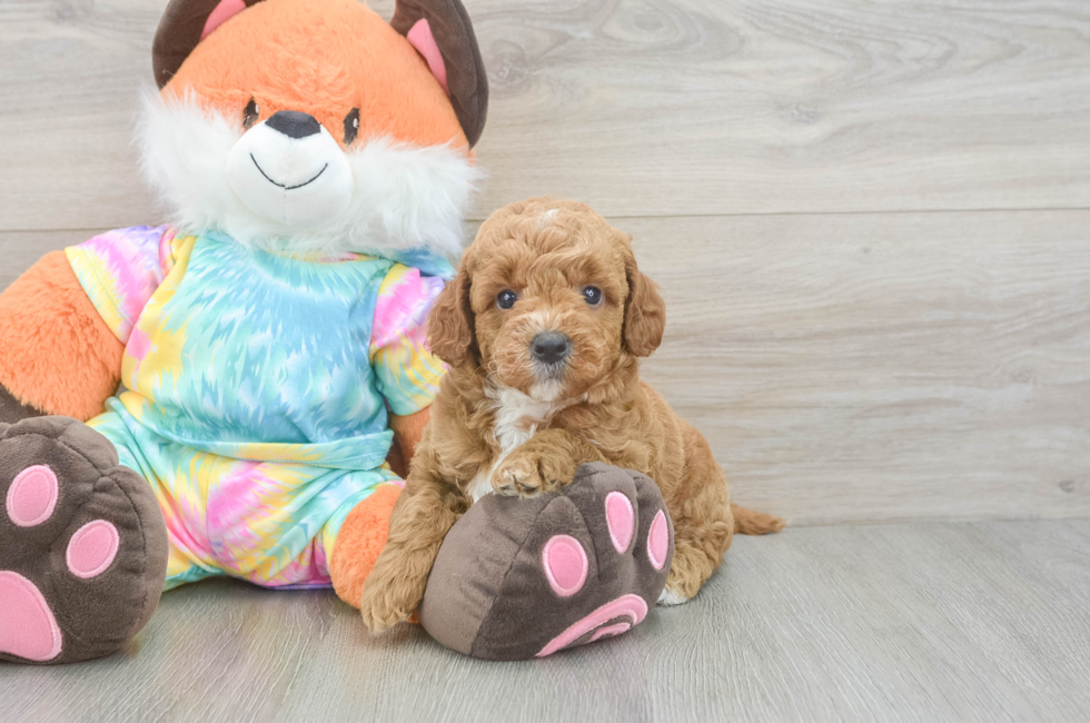 5 week old Mini Goldendoodle Puppy For Sale - Fairfield Furbabies