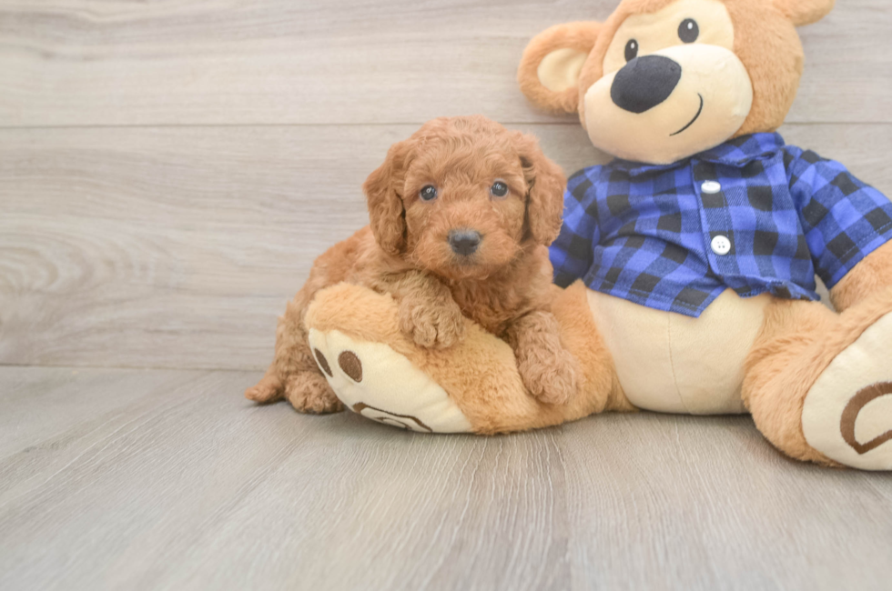 6 week old Mini Goldendoodle Puppy For Sale - Fairfield Furbabies