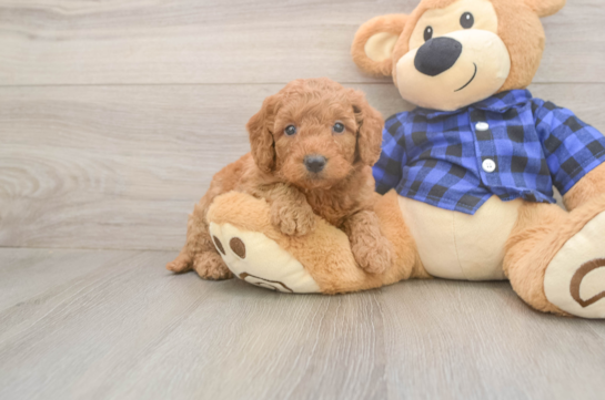 6 week old Mini Goldendoodle Puppy For Sale - Fairfield Furbabies Energetic Golden Doodle Poodle Mix Puppy
