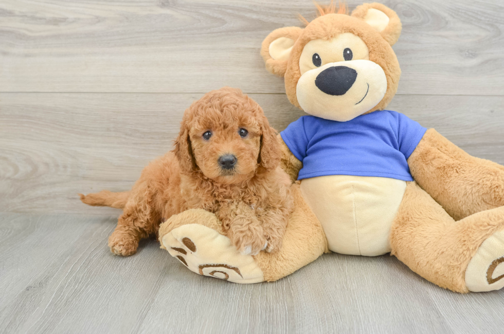 6 week old Mini Goldendoodle Puppy For Sale - Fairfield Furbabies