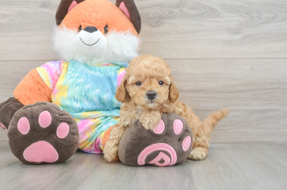 5 week old Mini Goldendoodle Puppy For Sale - Fairfield Furbabies