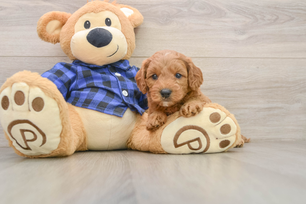 Happy Mini Goldendoodle Baby