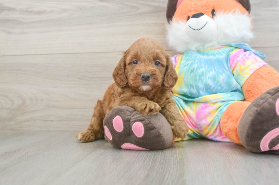 5 week old Mini Goldendoodle Puppy For Sale - Fairfield Furbabies