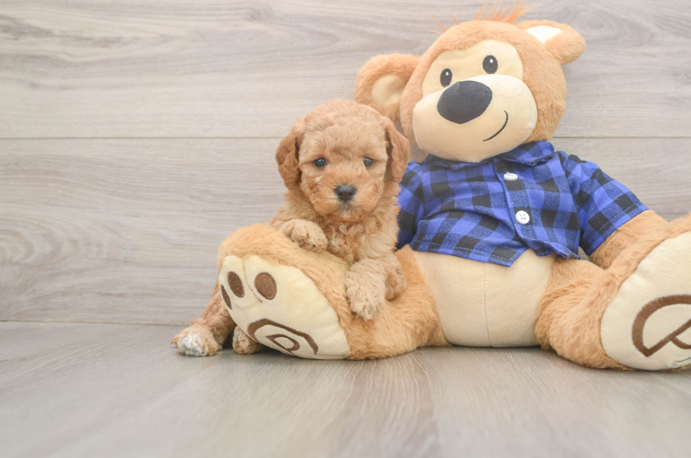 6 week old Mini Goldendoodle Puppy For Sale - Fairfield Furbabies