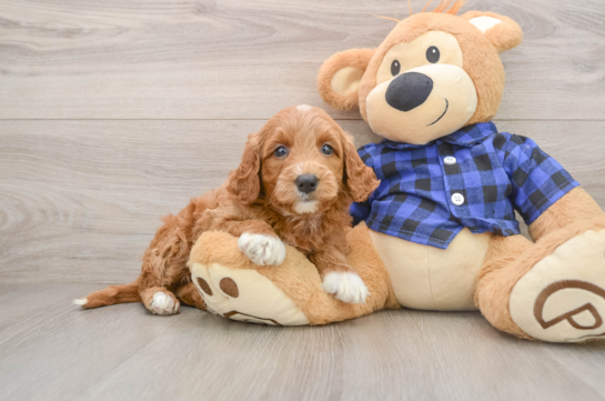 GABI, a Mini Goldendoodle littermate