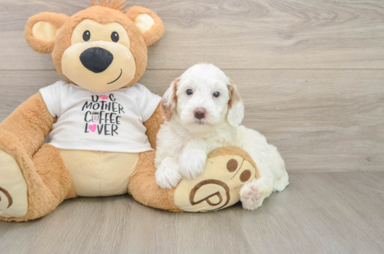 GABI, a Mini Goldendoodle littermate
