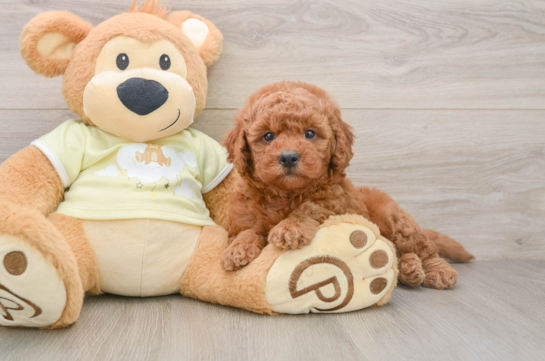Cute Mini Goldendoodle Baby