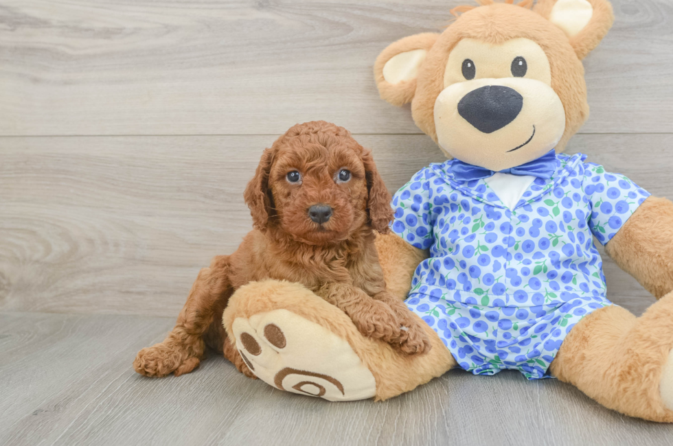 5 week old Mini Goldendoodle Puppy For Sale - Fairfield Furbabies