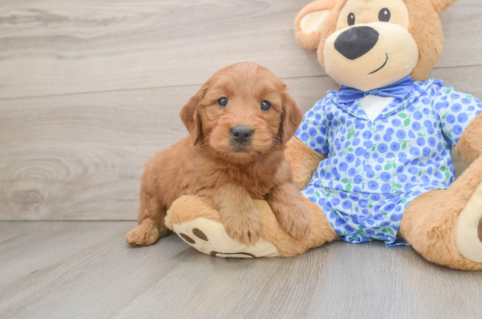 6 week old Mini Goldendoodle Puppy For Sale - Fairfield Furbabies
