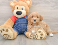 7 week old Mini Goldendoodle Puppy For Sale - Fairfield Furbabies