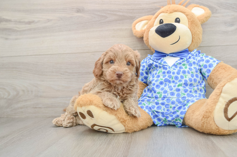 Mini Goldendoodle Puppy for Adoption