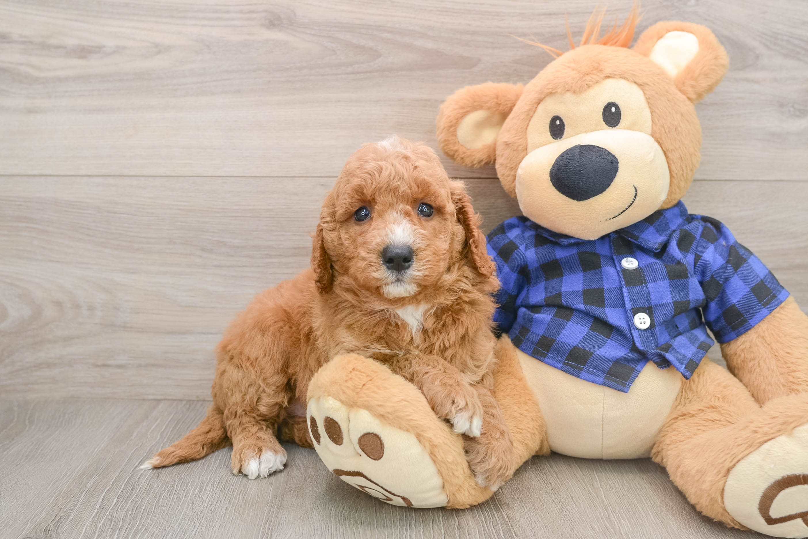 Little Mini Goldenpoo Poodle Mix Puppy