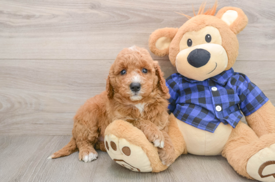 GAVIN, a Mini Goldendoodle littermate