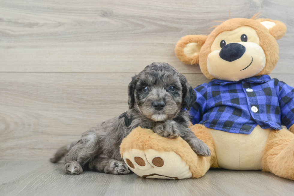 Friendly Mini Goldendoodle Baby