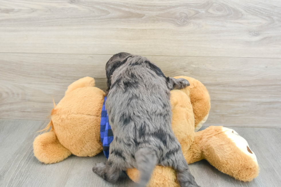 Best Mini Goldendoodle Baby