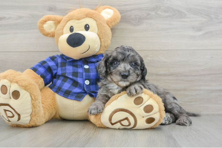 Best Mini Goldendoodle Baby