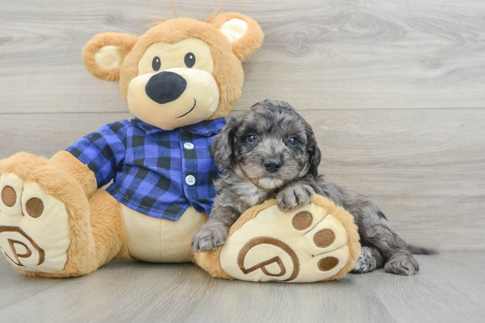 Best Mini Goldendoodle Baby