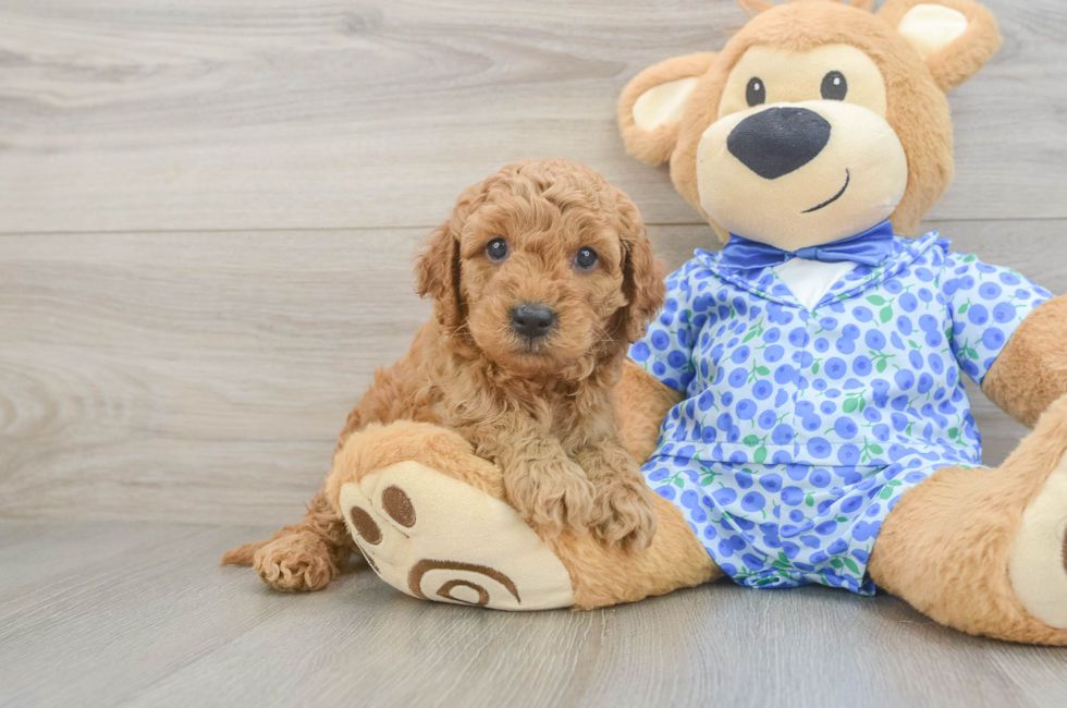5 week old Mini Goldendoodle Puppy For Sale - Fairfield Furbabies