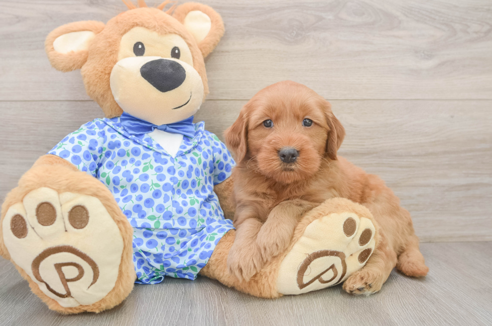 6 week old Mini Goldendoodle Puppy For Sale - Fairfield Furbabies