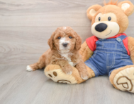 7 week old Mini Goldendoodle Puppy For Sale - Fairfield Furbabies