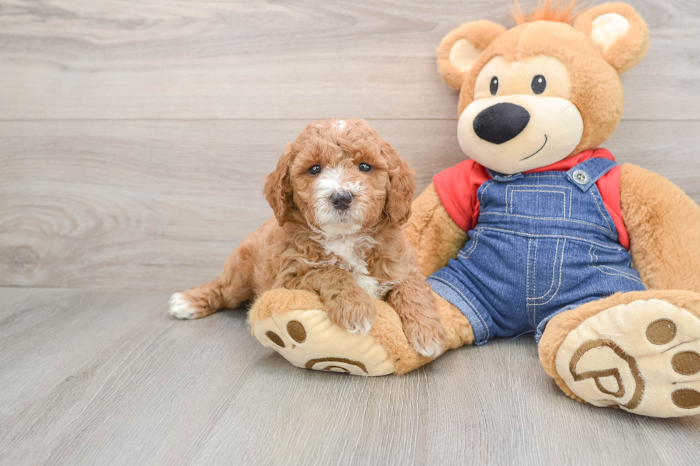 Hypoallergenic Mini Goldiepoo Poodle Mix Puppy