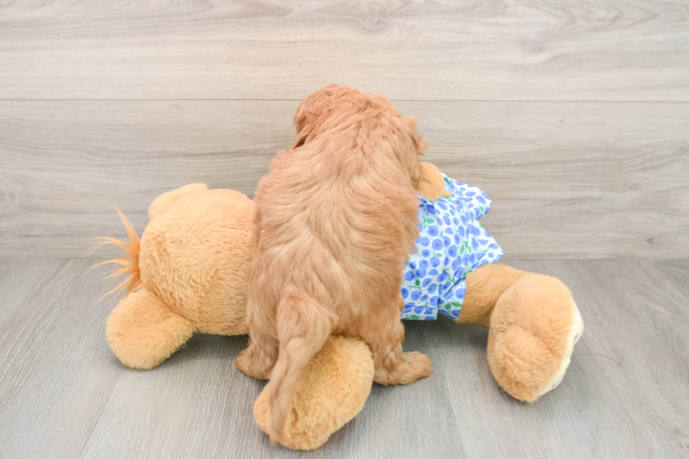 Best Mini Goldendoodle Baby