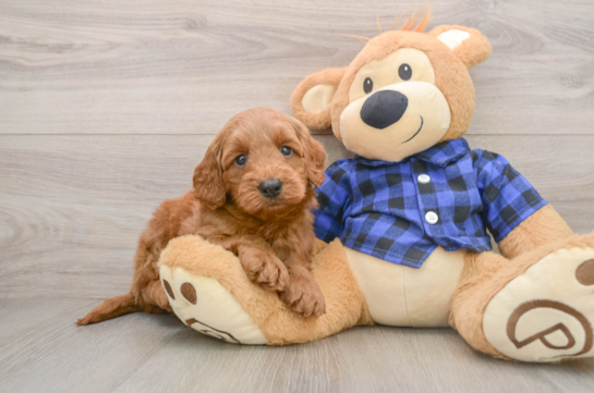 GEORGE, a Mini Goldendoodle littermate