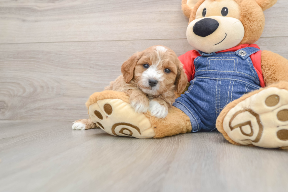 Adorable Golden Retriever Poodle Mix Poodle Mix Puppy
