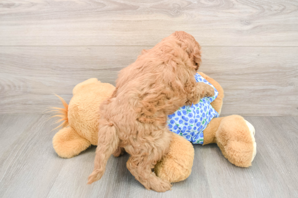 Hypoallergenic Mini Goldiepoo Poodle Mix Puppy