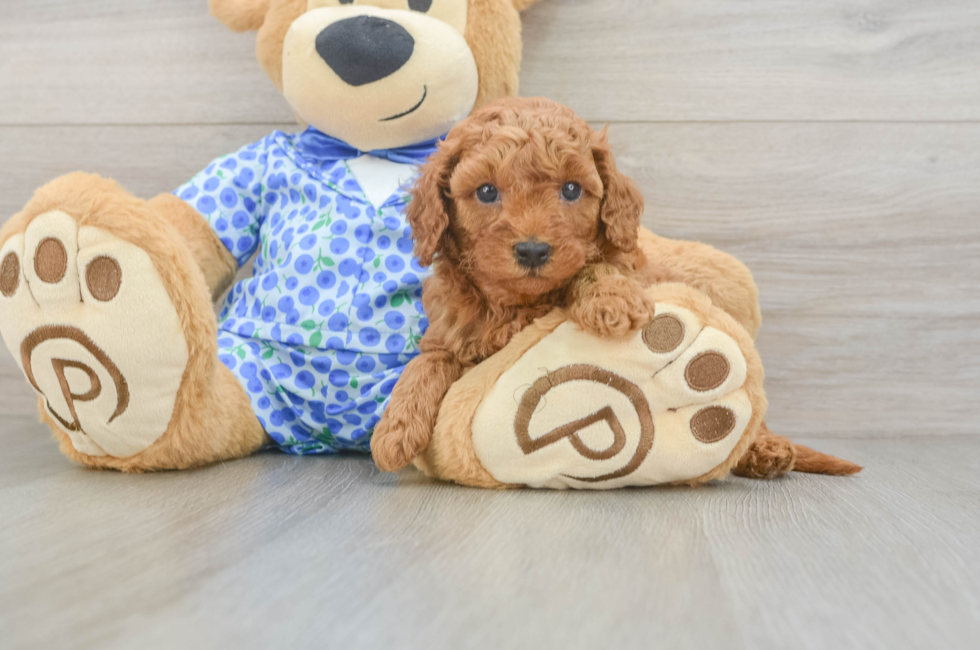 5 week old Mini Goldendoodle Puppy For Sale - Fairfield Furbabies