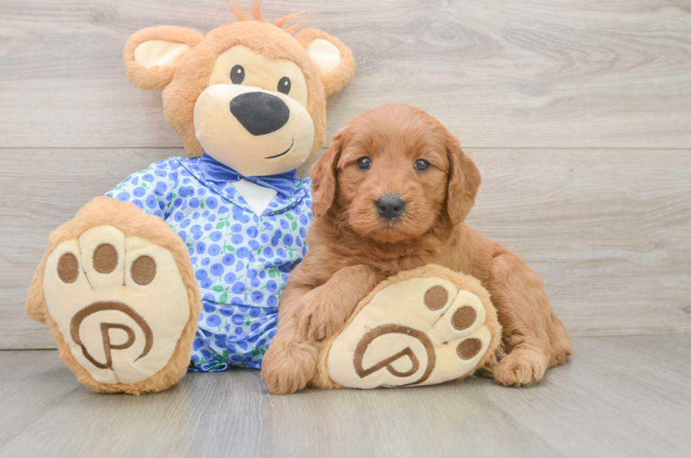 6 week old Mini Goldendoodle Puppy For Sale - Fairfield Furbabies