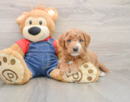 7 week old Mini Goldendoodle Puppy For Sale - Fairfield Furbabies