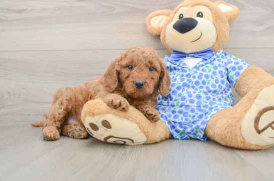 Mini Goldendoodle Pup Being Cute