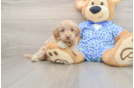 Mini Goldendoodle Pup Being Cute