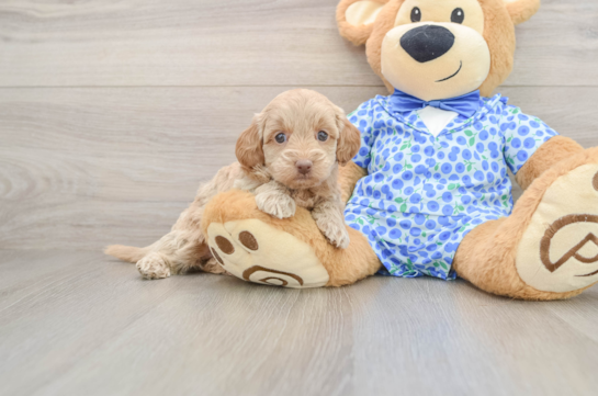 Mini Goldendoodle Pup Being Cute