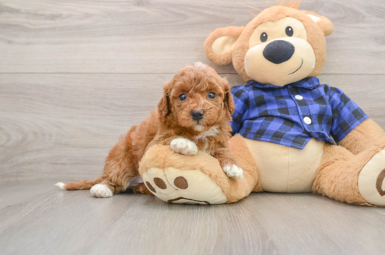 GOLDILOCKS, a Mini Goldendoodle littermate